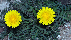 Sonchus pustulatus
