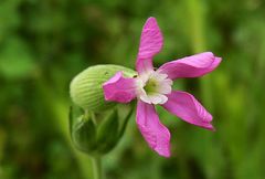 Silene conica
