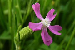 Silene conica