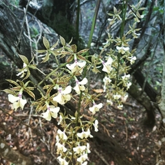 Epidendrum stamfordianum