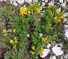 Chamaecytisus hirsutus