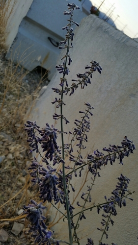 Image of Salvia yangii by (c) zookanthos, some rights reserved (CC BY)
