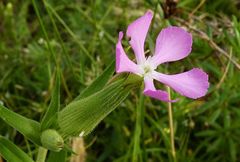 Silene conoidea