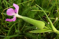 Silene conoidea