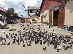 Columba livia domestica