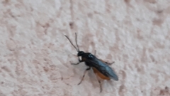 Hennedyia annulitarsis