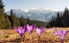 Crocus heuffelianus scepusiensis
