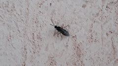 Hennedyia annulitarsis