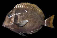 Head-Band Surgeonfish photo 3
