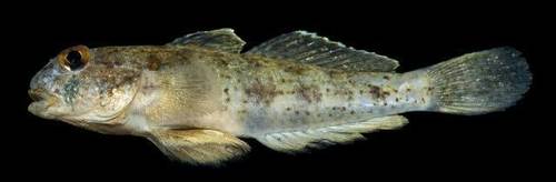 Anjer eye-bar goby (Gnatholepis anjerensis) — Gobiidae — 2