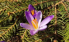 Crocus heuffelianus scepusiensis
