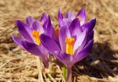 Crocus heuffelianus scepusiensis