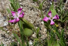Silene conoidea