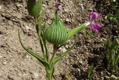 Silene conoidea