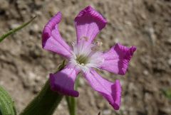Silene conoidea