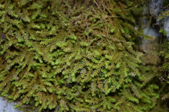 Anomodon viticulosus