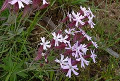 Silene popovii