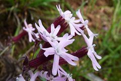Silene popovii