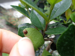 Chrysomphalus aonidum