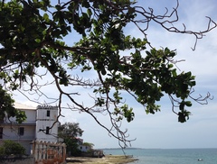 Terminalia catappa