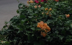 Bougainvillea