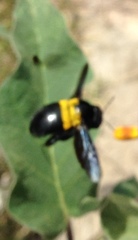 Xylocopa