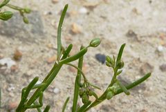 Spergularia diandra