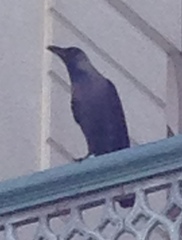 Corvus splendens
