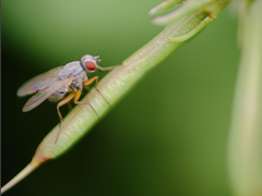Atherigona orientalis