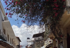 Bougainvillea