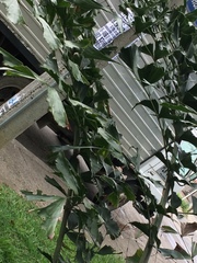 Arecaceae