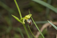 Ophrys sitiaca