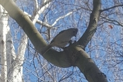 Baeolophus inornatus