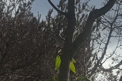 Baeolophus inornatus