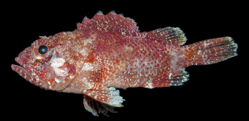 Fowler's scorpionfish (Sebastapistes fowleri) — Scorpaenidae — 3