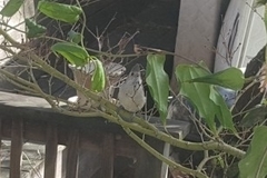 Baeolophus inornatus