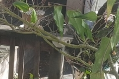 Baeolophus inornatus