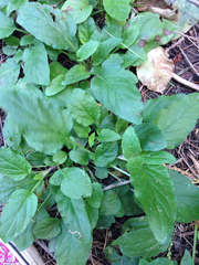 Prunella vulgaris vulgaris