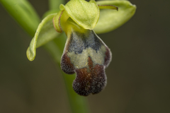 Ophrys sitiaca