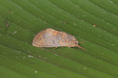 Hemiceras metastigma