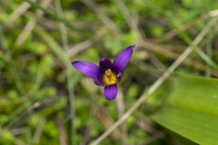 Romulea tempskyana