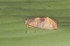 Hemiceras metastigma