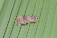 Hemiceras metastigma