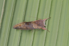 Hemiceras metastigma