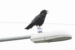 Corvus brachyrhynchos