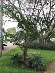 Arecaceae
