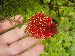 Melaleuca fulgens