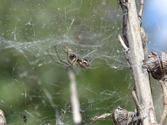 Frontinellina frutetorum
