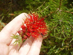 Melaleuca fulgens