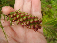 Melaleuca fulgens